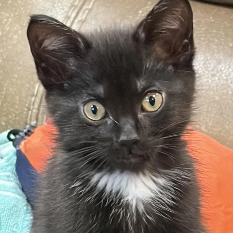 A baby small-sized male Black Domestic Short Hair cat named Gizmo for adoption in Traverse City, MI