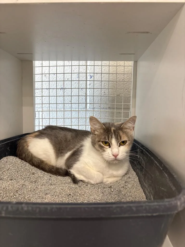 A young medium-sized female Domestic Short Hair cat named Heather for adoption in Mountain Home, AR