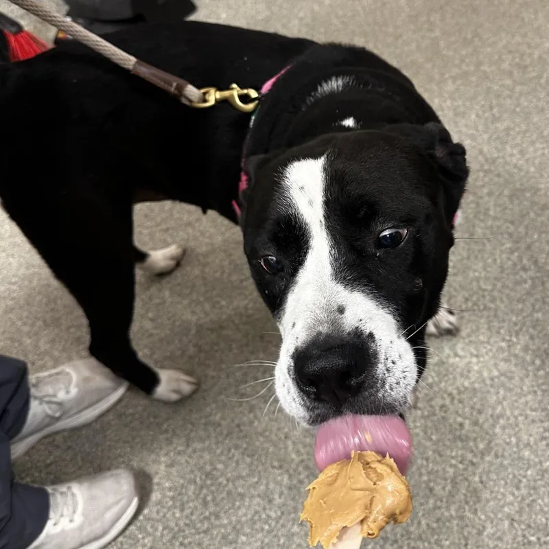 An adult medium-sized male Black Mixed Breed dog named Mami for adoption in Jacksonville, FL