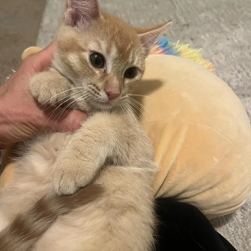 An adult small-sized male Orange / Red Domestic Short Hair cat named Orion Buttrey for adoption in Eagle Mountain, UT