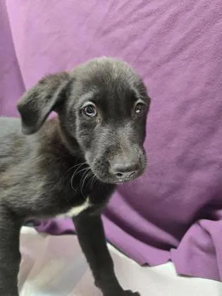 A young small-sized male German Shepherd Dog dog named Dr. Bunsen Honeydew for adoption in Roseville, CA