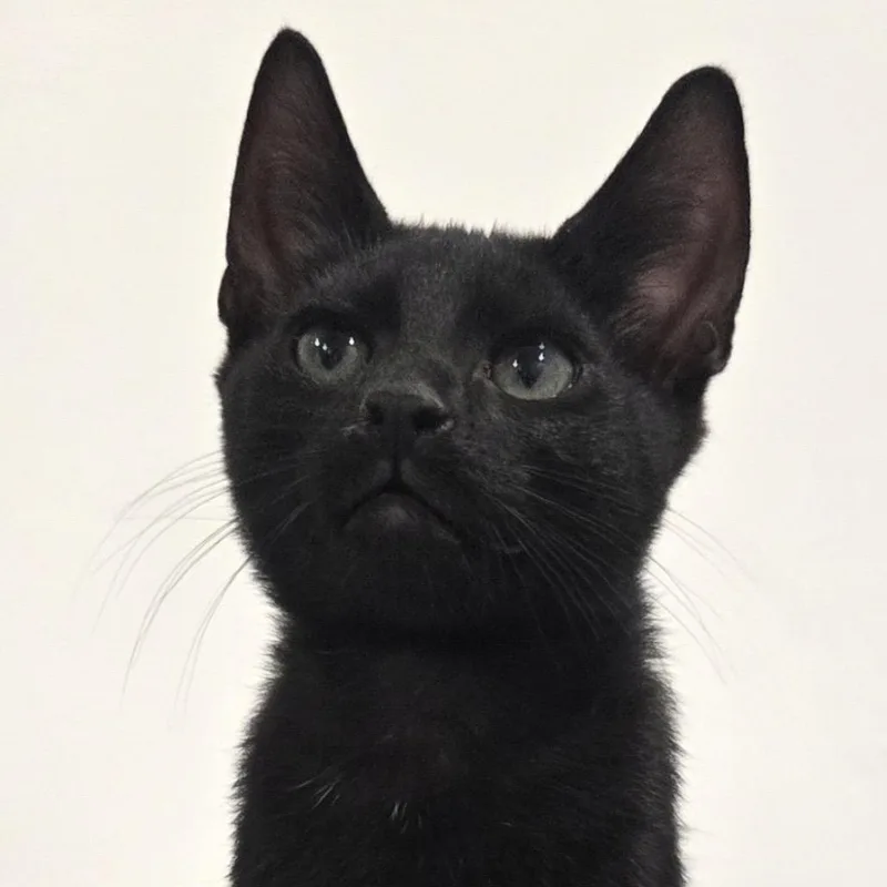 Pepper