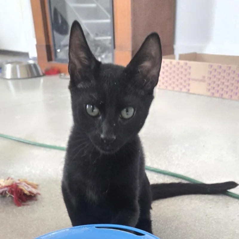 Pepper thumbnail 2