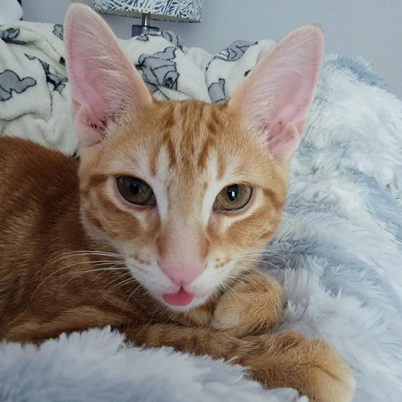 A baby medium-sized male Tabby (Orange / Red) Tabby cat named Fred for adoption in Garland, TX