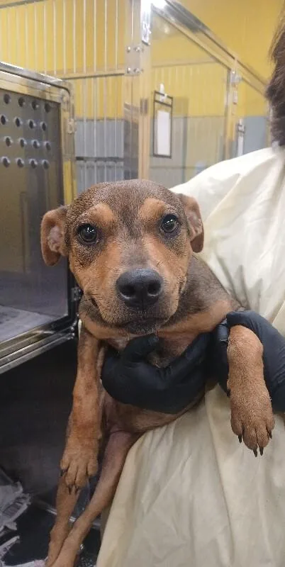 An adult medium-sized female Tricolor (Brown, Black, & White) Mixed Breed dog named Octopus for adoption in Jackson, TN