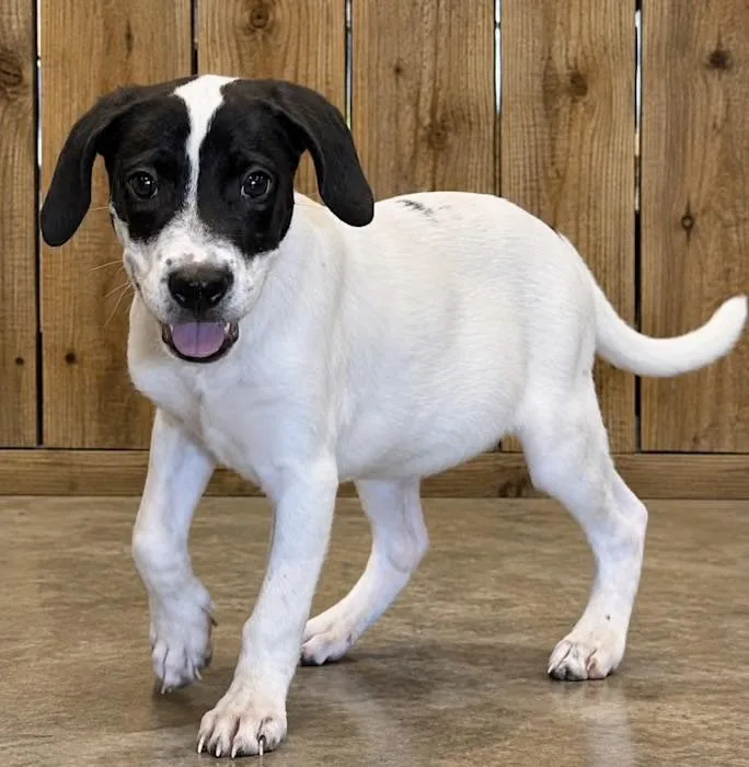A baby medium-sized female Pointer dog named Wilma for adoption in Watertown, CT