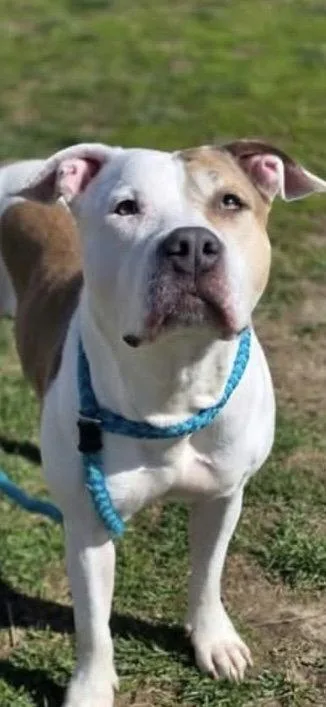 An adult large-sized female Terrier dog named Blu for adoption in St. Louis, MO