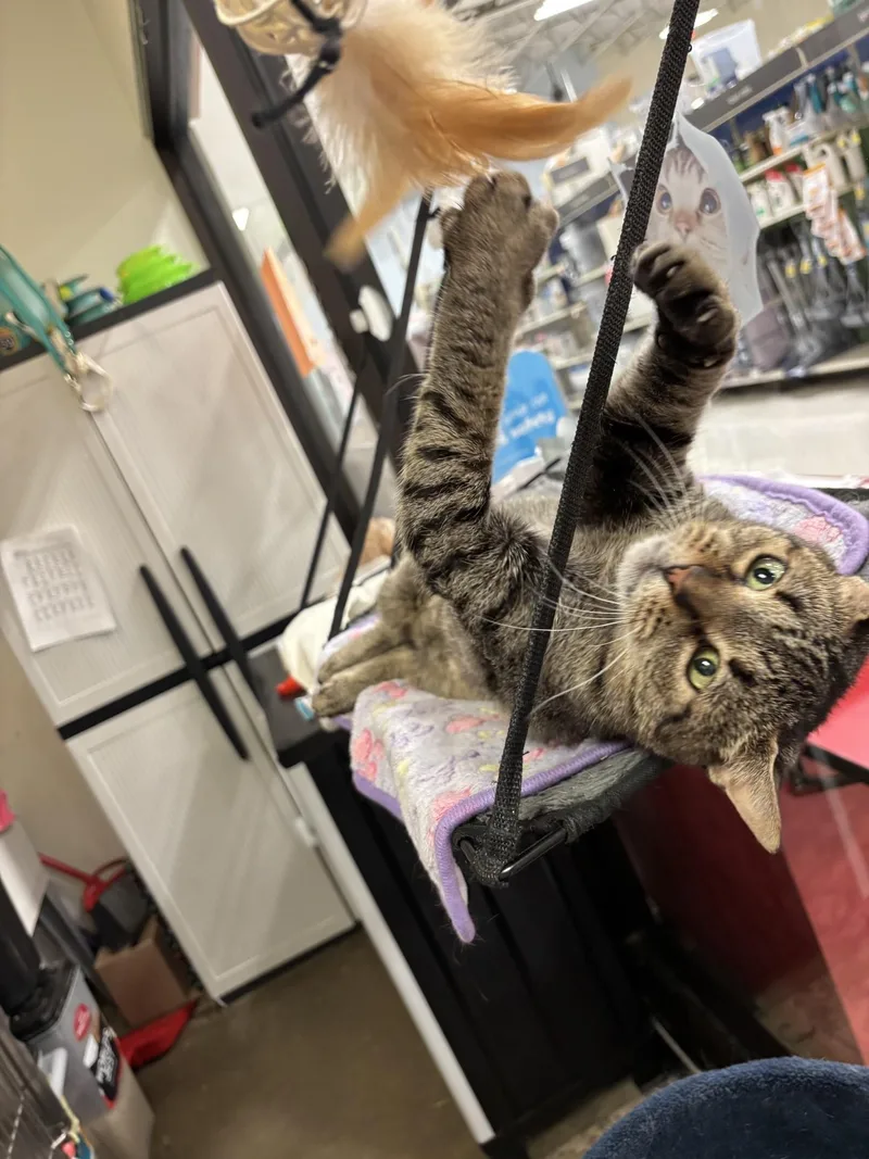 An adult medium-sized female Tabby (Brown / Chocolate) Domestic Short Hair cat named Coco Bean for adoption in Philadelphia, PA