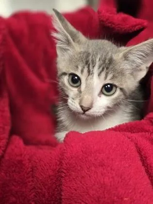 A baby small-sized male Domestic Short Hair cat named Sam for adoption in Houston, TX