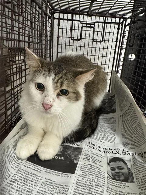 A young medium-sized female Domestic Short Hair cat named Azura for adoption in Chatsworth, CA