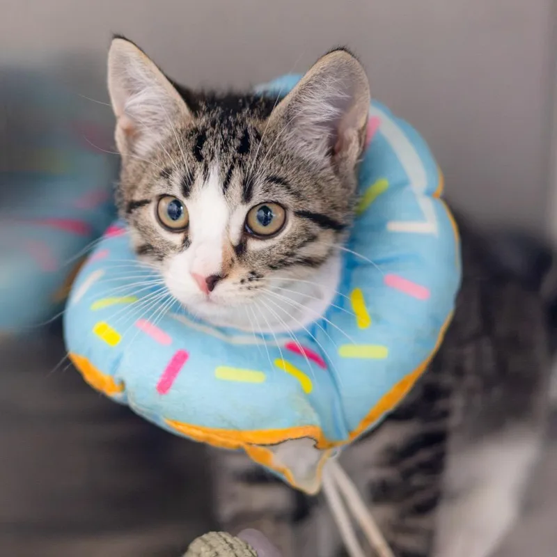 A baby small-sized male Brown / Chocolate Domestic Short Hair cat named Nigel for adoption in Wilmington, DE