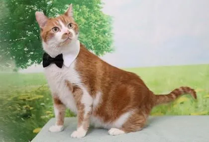 An adult medium-sized male Domestic Short Hair cat named Morris for adoption in West Chester, PA