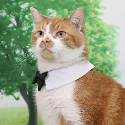 Morris thumbnail 2