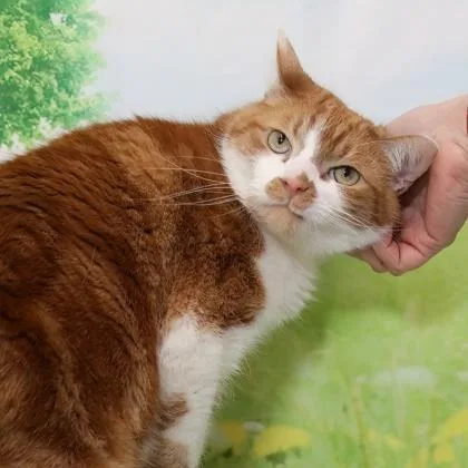 Morris thumbnail 3