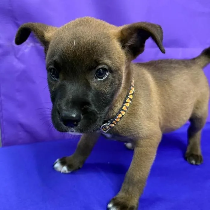 A baby medium-sized male Brown / Chocolate Labrador Retriever dog named Burrito for adoption in North Myrtle Beach, SC