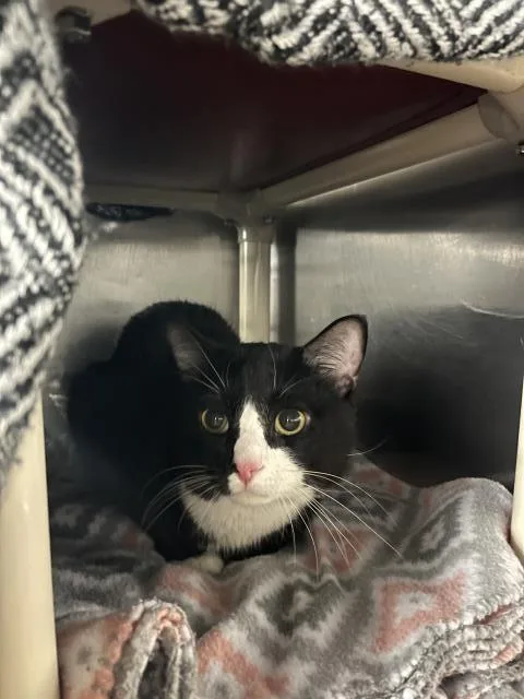 A young large-sized male Domestic Short Hair cat named Ace for adoption in Boston, MA