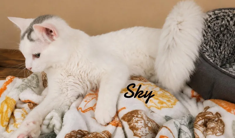 A young medium-sized male Domestic Medium Hair cat named Sky for adoption in Naugatuck, CT