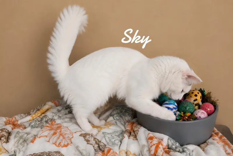 Sky thumbnail 2