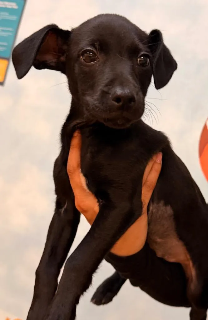 A baby small-sized female Mixed Breed dog named Birdie for adoption in Ocala, FL