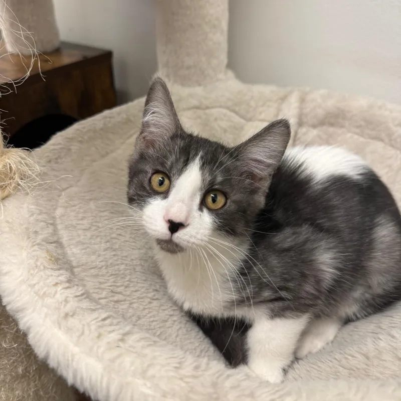 A baby small-sized female Gray / Blue / Silver Domestic Short Hair cat named Avery for adoption in Hemet, CA