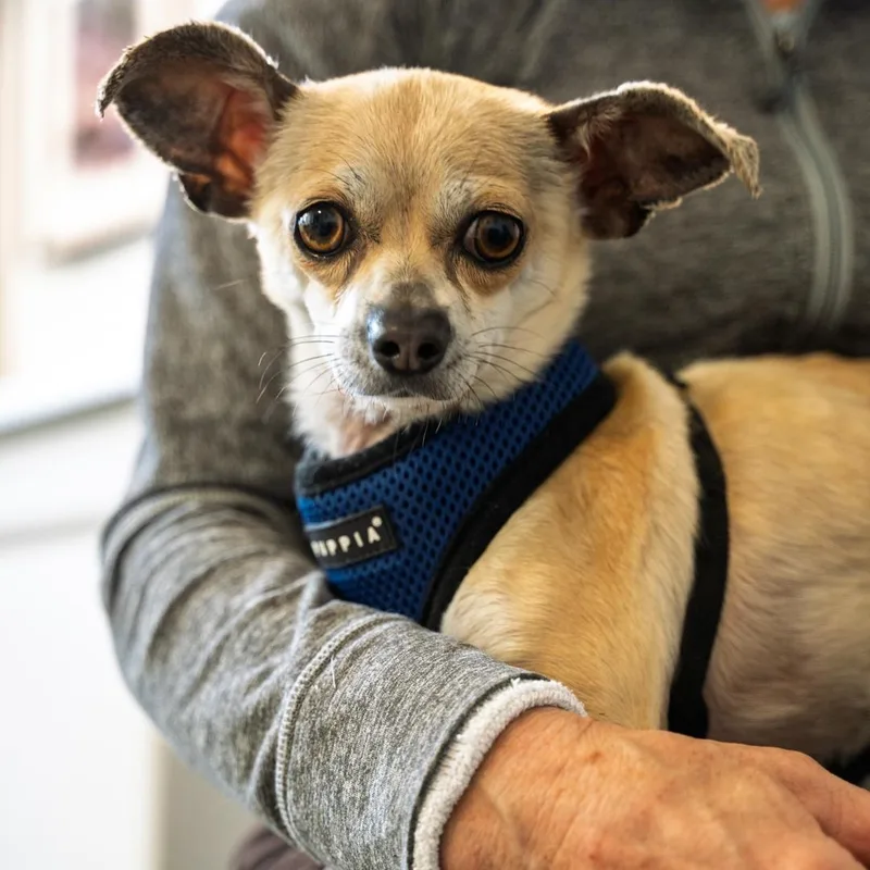 An adult small-sized male Apricot / Beige Chihuahua dog named Skippy  Lbs Of for adoption in Bethel, CT