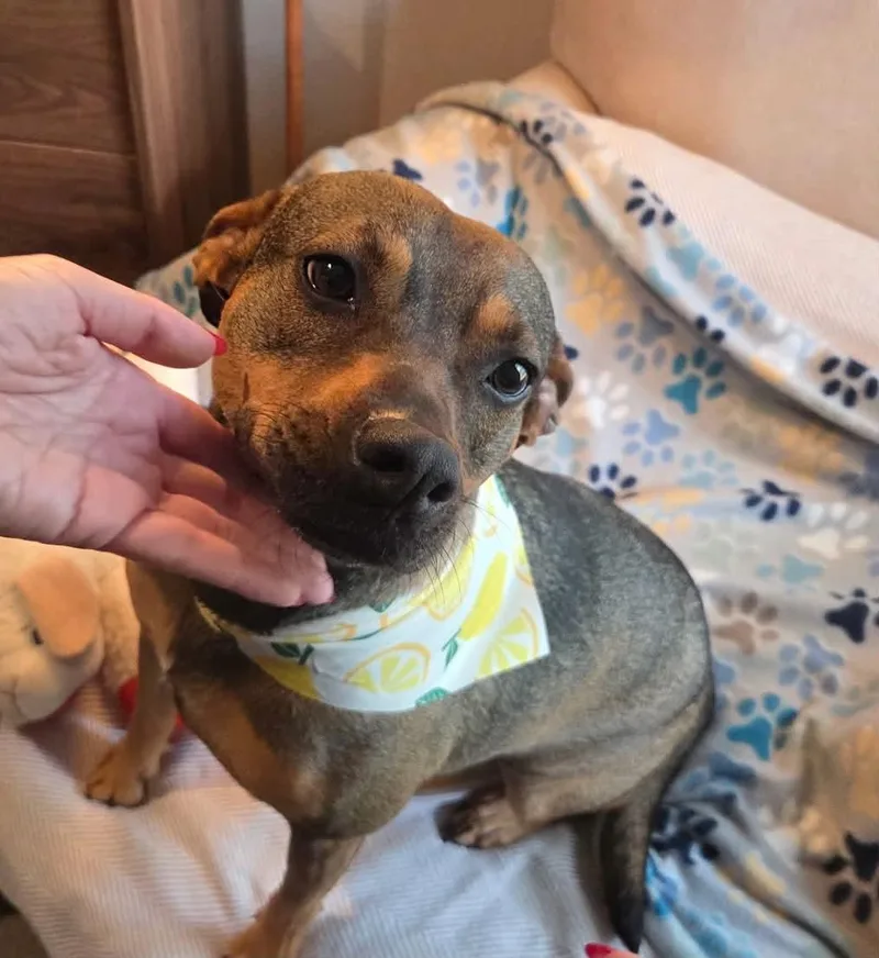 An adult medium-sized female Brindle Mountain Cur dog named Maggie for adoption in Houston, TX