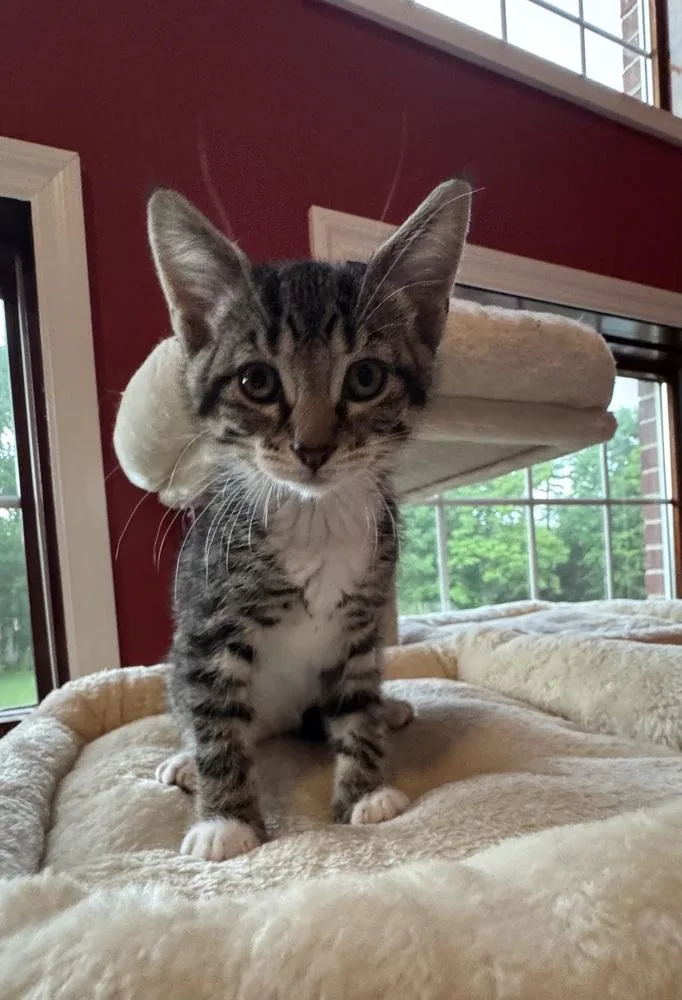 A baby medium-sized male Tabby (Brown / Chocolate) Domestic Short Hair cat named Cremini for adoption in Clinton Township, MI