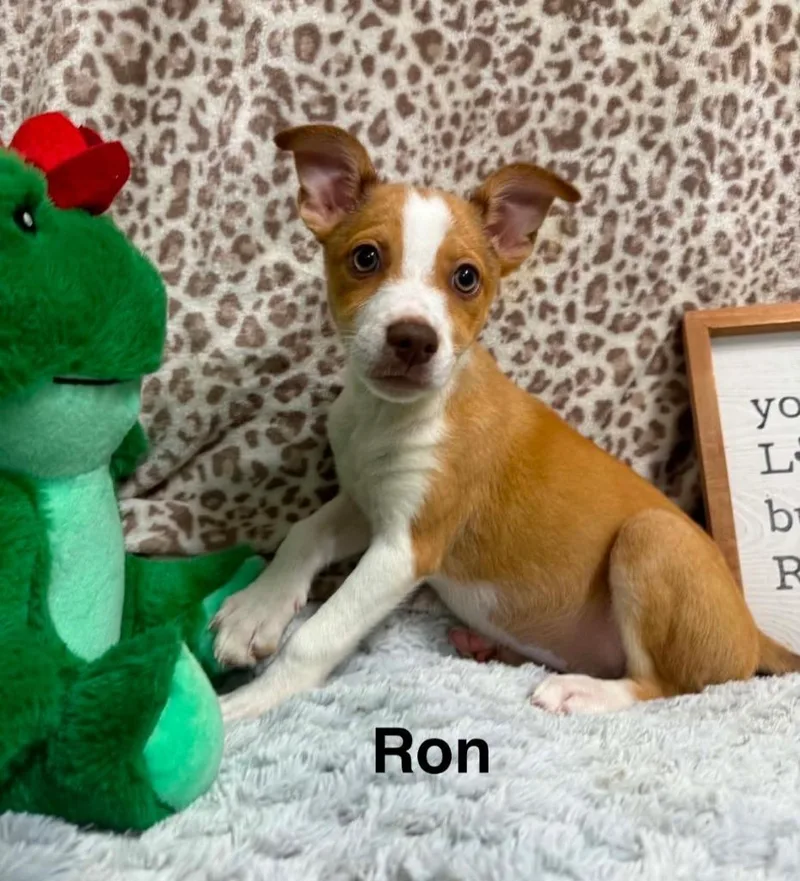 A baby extra large-sized male Jack Russell Terrier dog named Ron for adoption in North Syracuse, NY