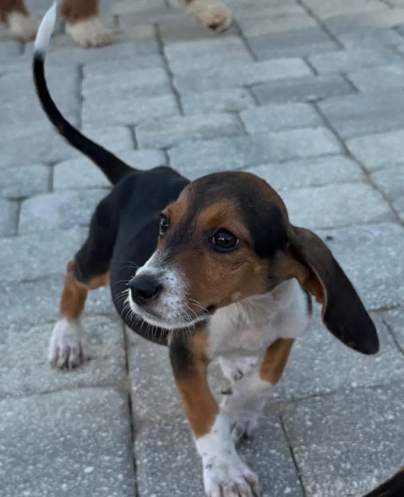 A baby small-sized male Basset Hound dog named Maxwell for adoption in Grand Bay, AL