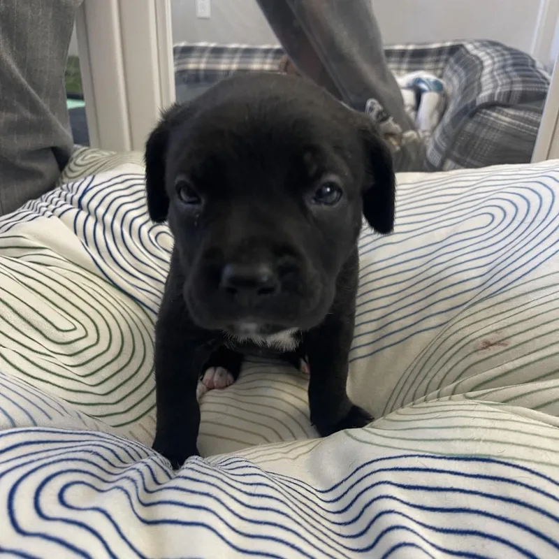 Oakley