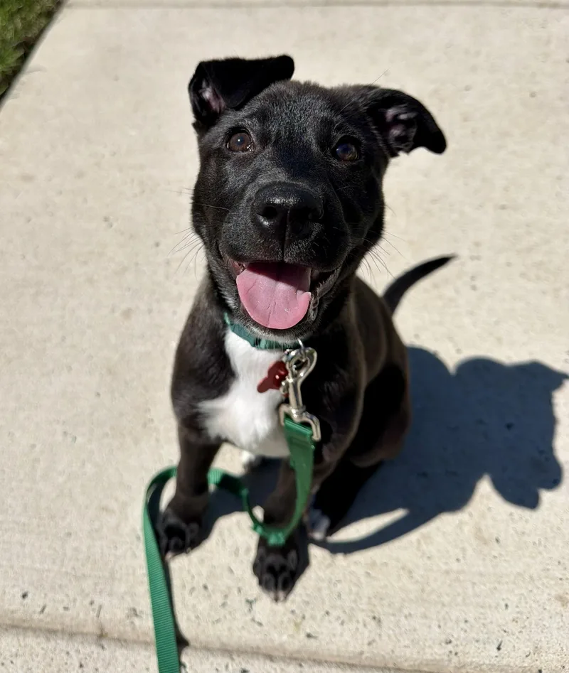 A baby medium-sized male Black Labrador Retriever dog named Hershey for adoption in Southampton, PA