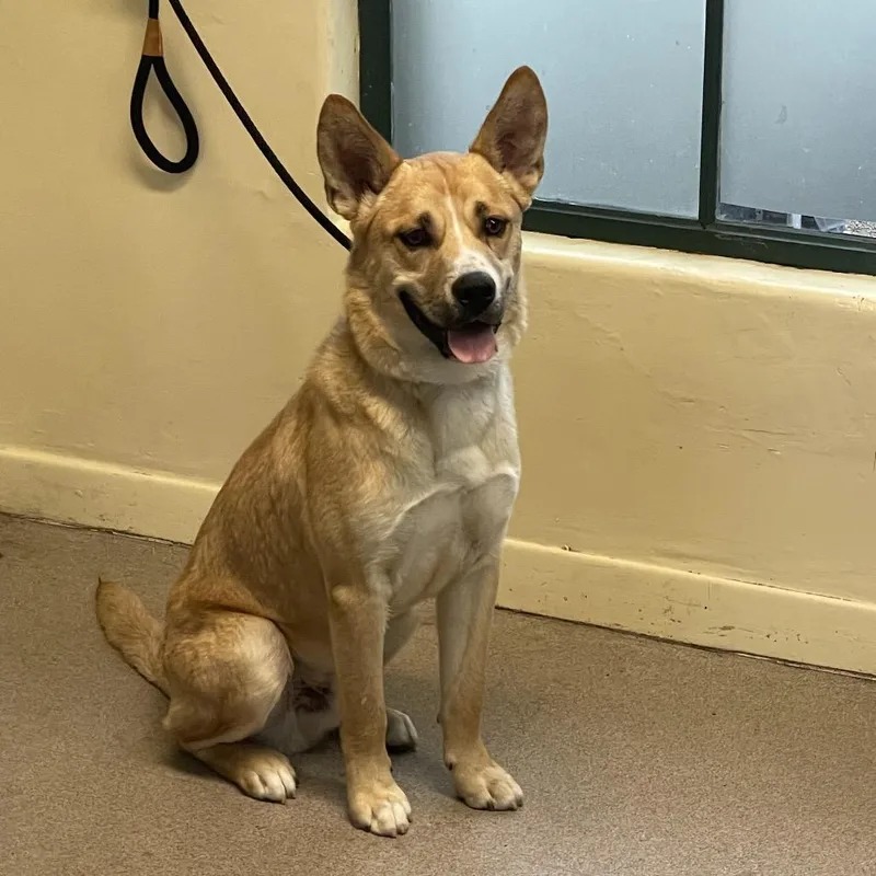 A young medium-sized male Yellow / Tan / Blond / Fawn German Shepherd Dog dog named Wheetabix for adoption in Pasadena, CA