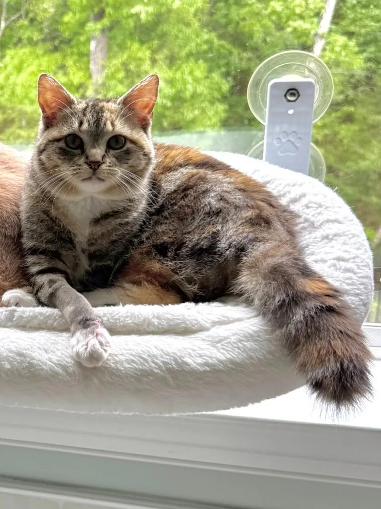 Ivy Jane thumbnail 2