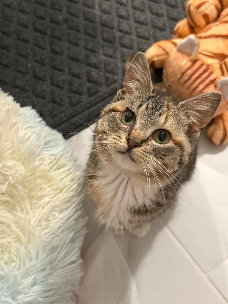 Ivy Jane thumbnail 3