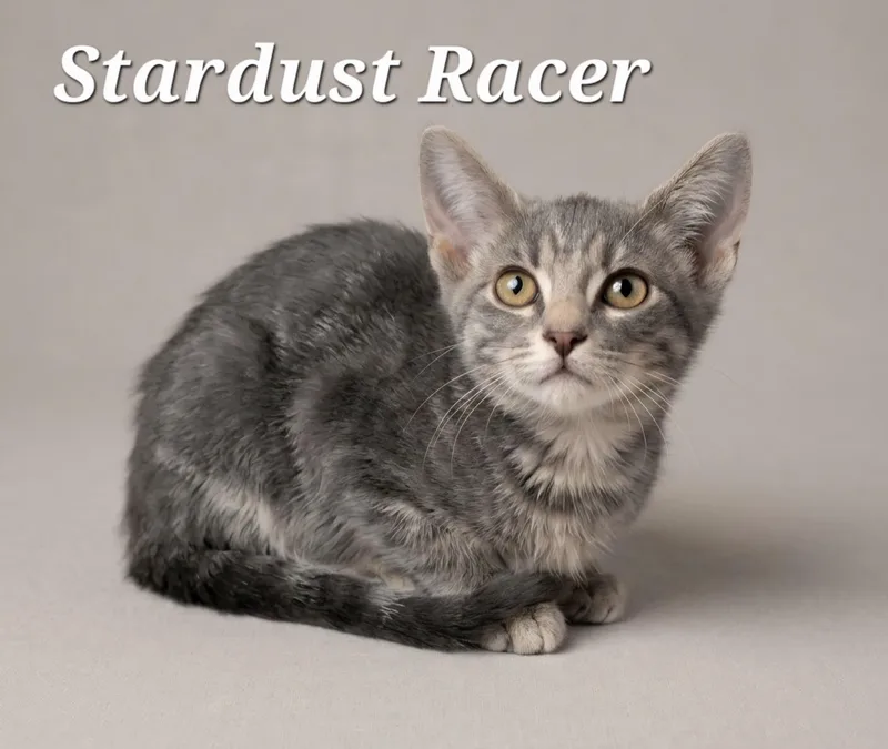 A baby medium-sized female Tabby (Gray / Blue / Silver) Tabby cat named Stardust Racer for adoption in Cranberry Township, PA