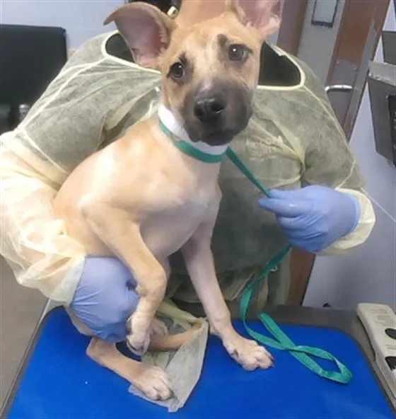 A young large-sized male German Shepherd Dog dog named Muffin for adoption in Phoenix, AZ