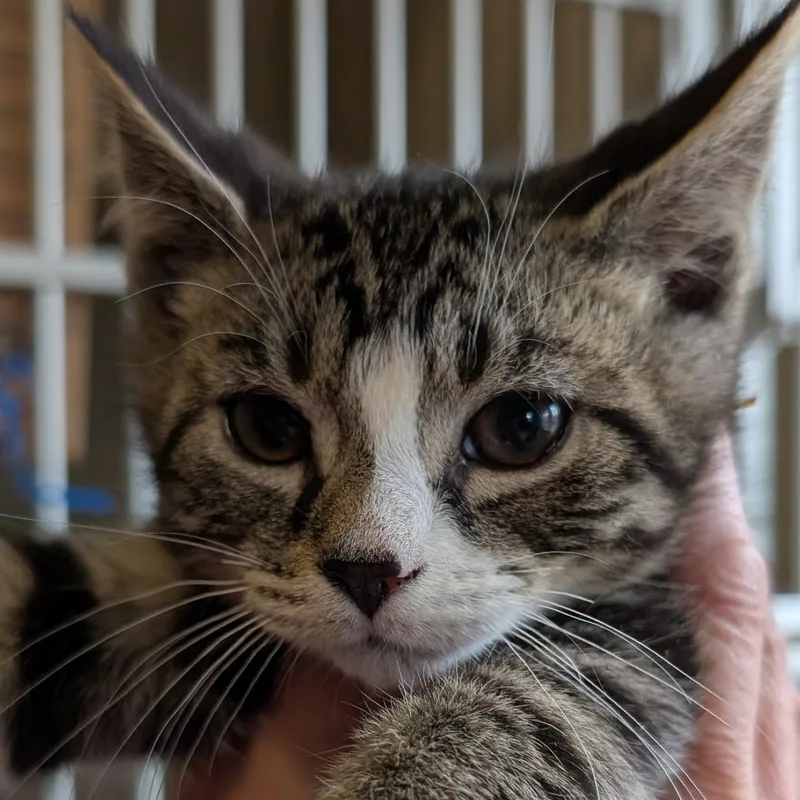 A baby small-sized male Smoke Domestic Short Hair cat named Dopey for adoption in Calverton, NY