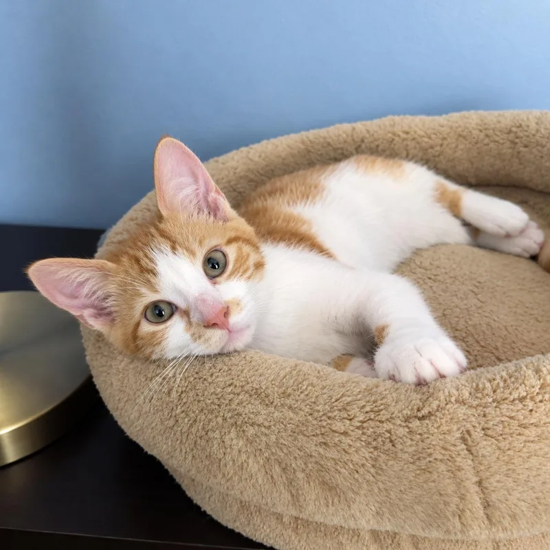 A baby small-sized male Tabby (Orange / Red) Domestic Short Hair cat named Tuna for adoption in Pittsburgh, PA