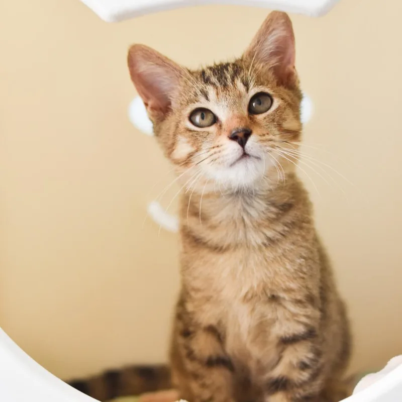 A baby small-sized male Brown / Chocolate Domestic Short Hair cat named HeMan for adoption in Kailua Kona, HI
