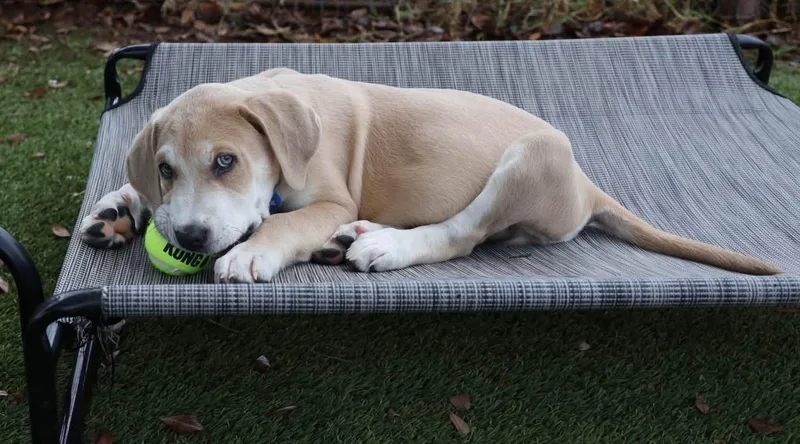 A baby large-sized male Hound dog named Andy for adoption in Southlake, TX