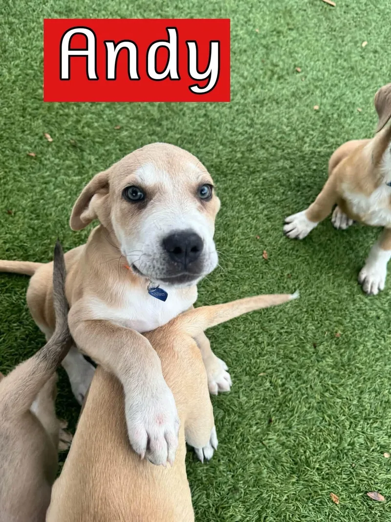 Andy thumbnail 2