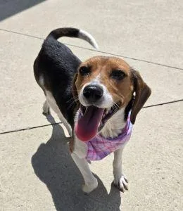 An adult small-sized female Beagle dog named Josie for adoption in Bucyrus, OH