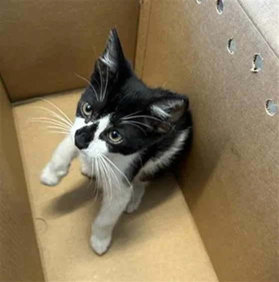 A baby small-sized male Domestic Short Hair cat named Oscar for adoption in San Antonio, TX
