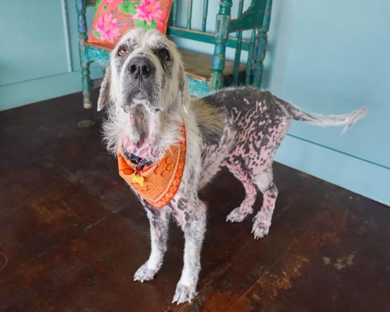 A young large-sized female White / Cream Great Pyrenees dog named Maybelline Makeover for adoption in San Antonio, TX
