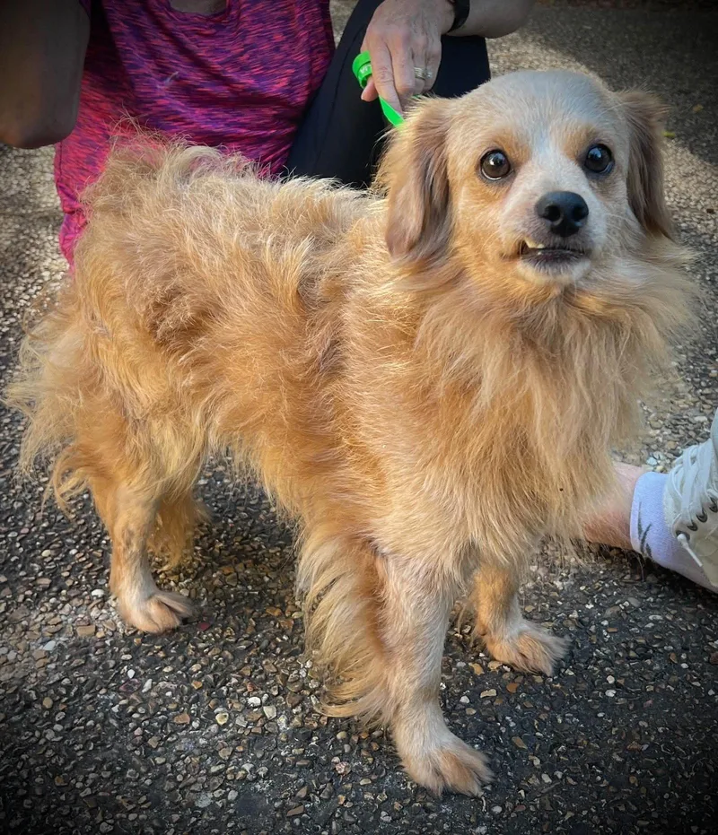 An adult small-sized male Chihuahua dog named Baggins Gatlin for adoption in Saunderstown, RI