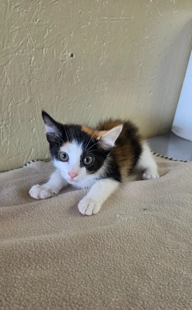 A baby small-sized female Domestic Medium Hair cat named Cupcake for adoption in Shelbyville, TN