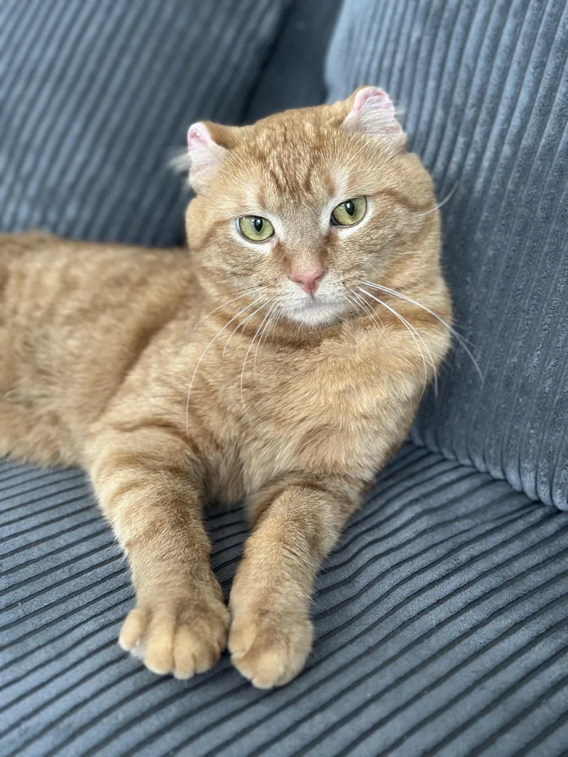An adult medium-sized male Tabby (Orange / Red) Domestic Short Hair cat named Cheeto Puff for adoption in Chicago, IL