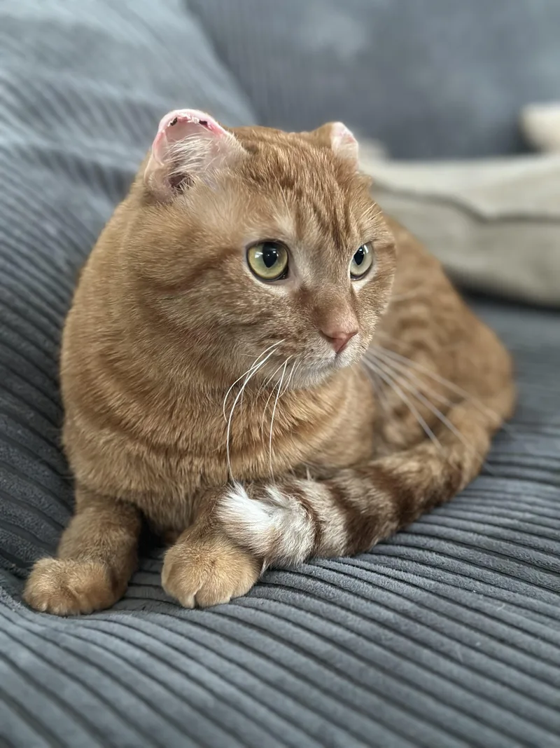 Cheeto Puff thumbnail 2