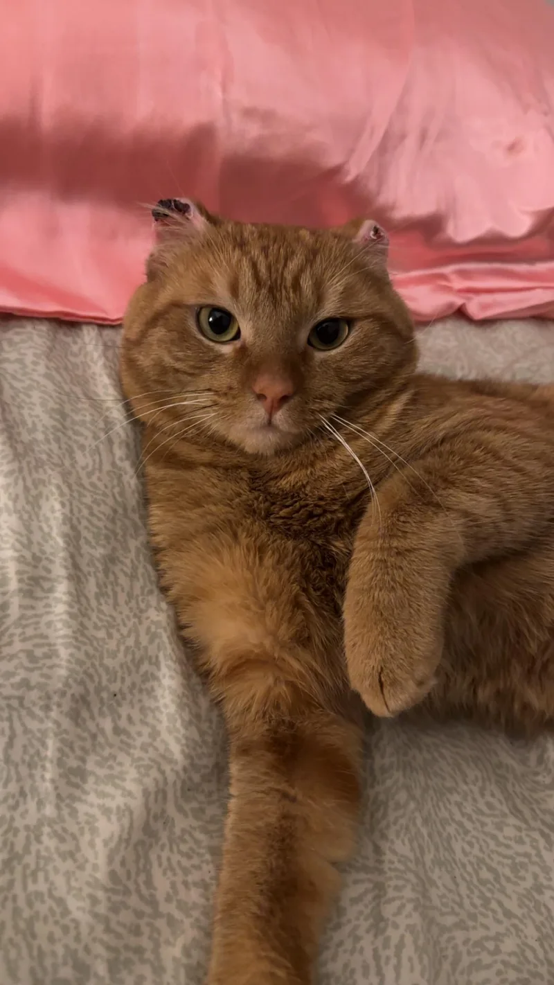Cheeto Puff thumbnail 3
