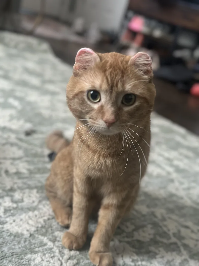 Cheeto Puff thumbnail 4